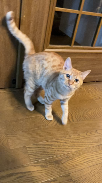 茶トラのメス（女の子）猫、おから