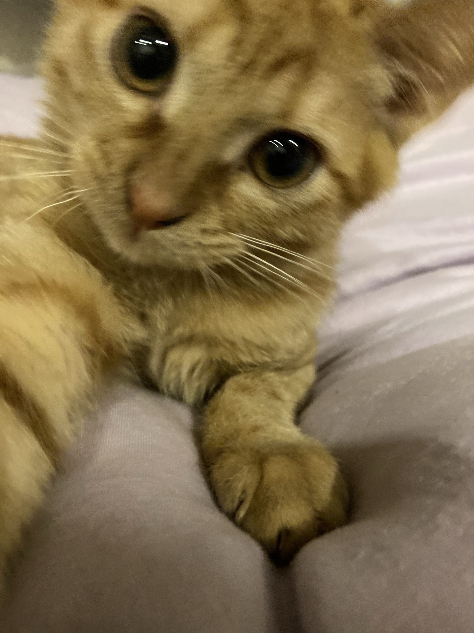 茶トラのメス（女の子）猫、おから