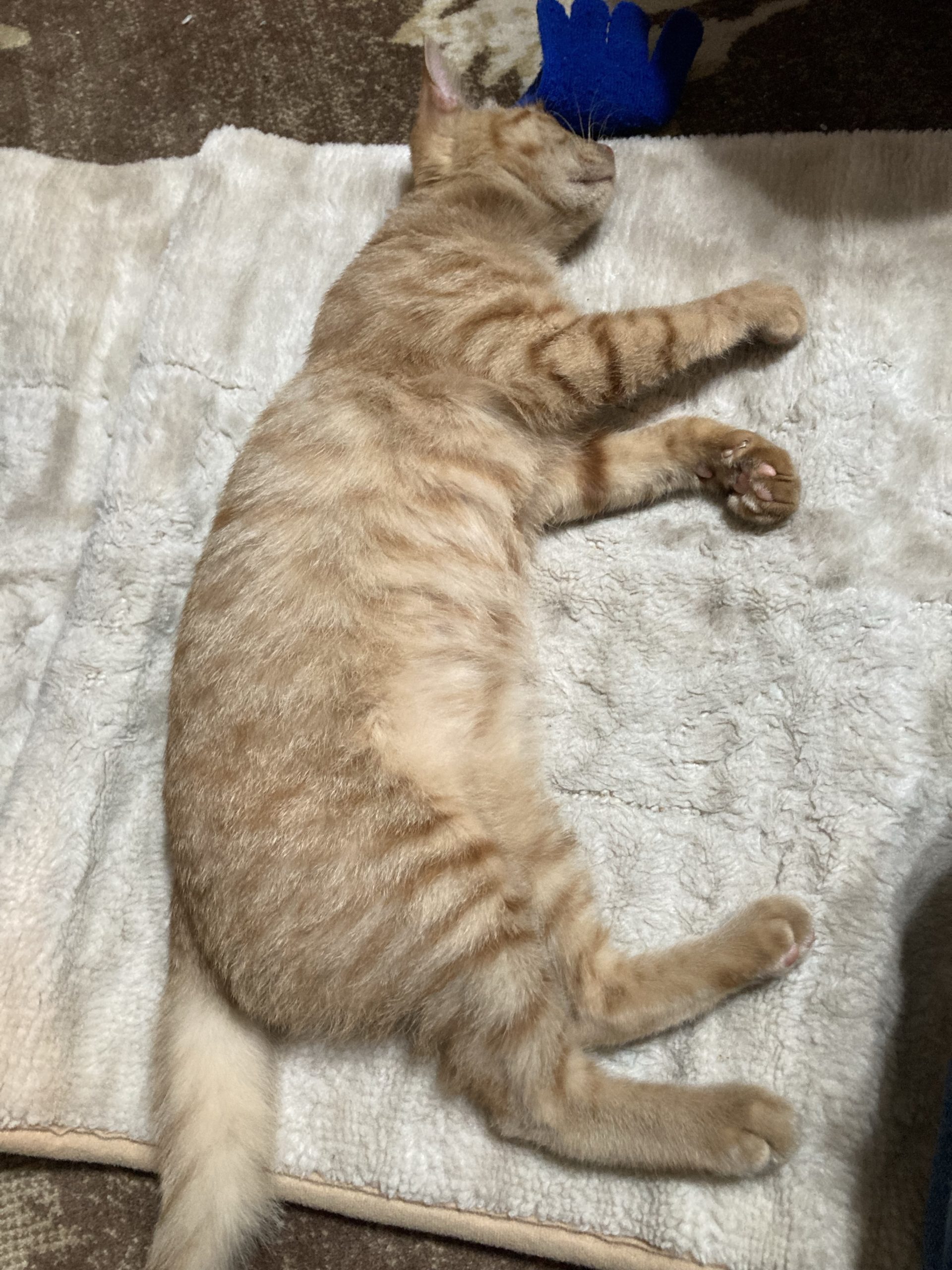 茶トラのメス（女の子）猫、おから