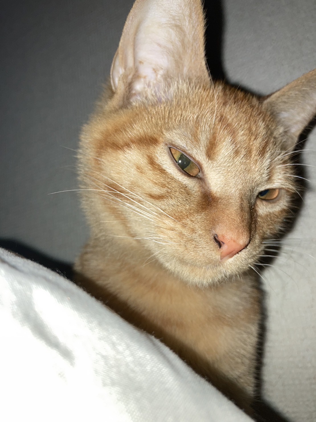 茶トラのメス（女の子）猫、おから