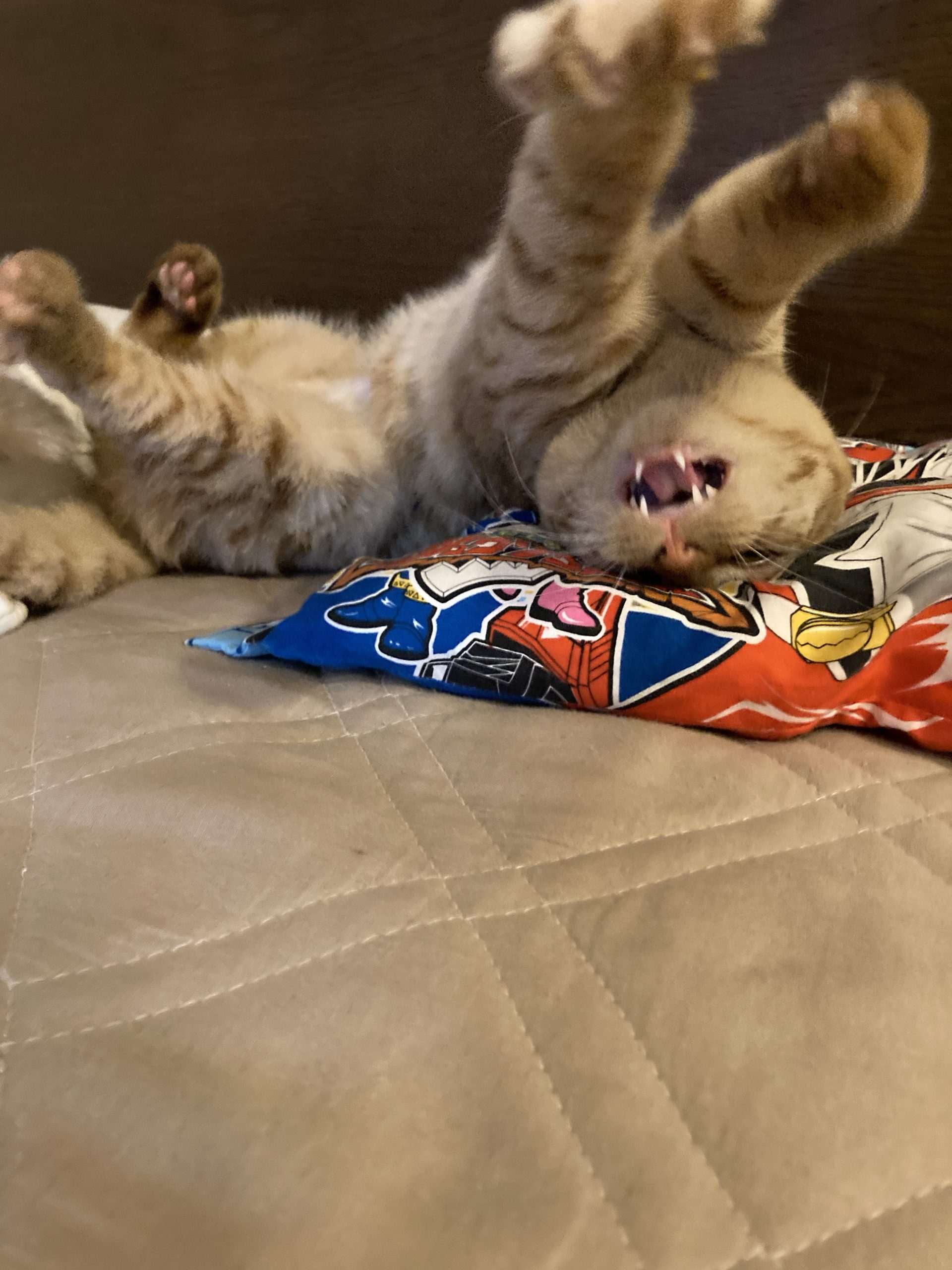 茶トラのメス（女の子）猫、おから