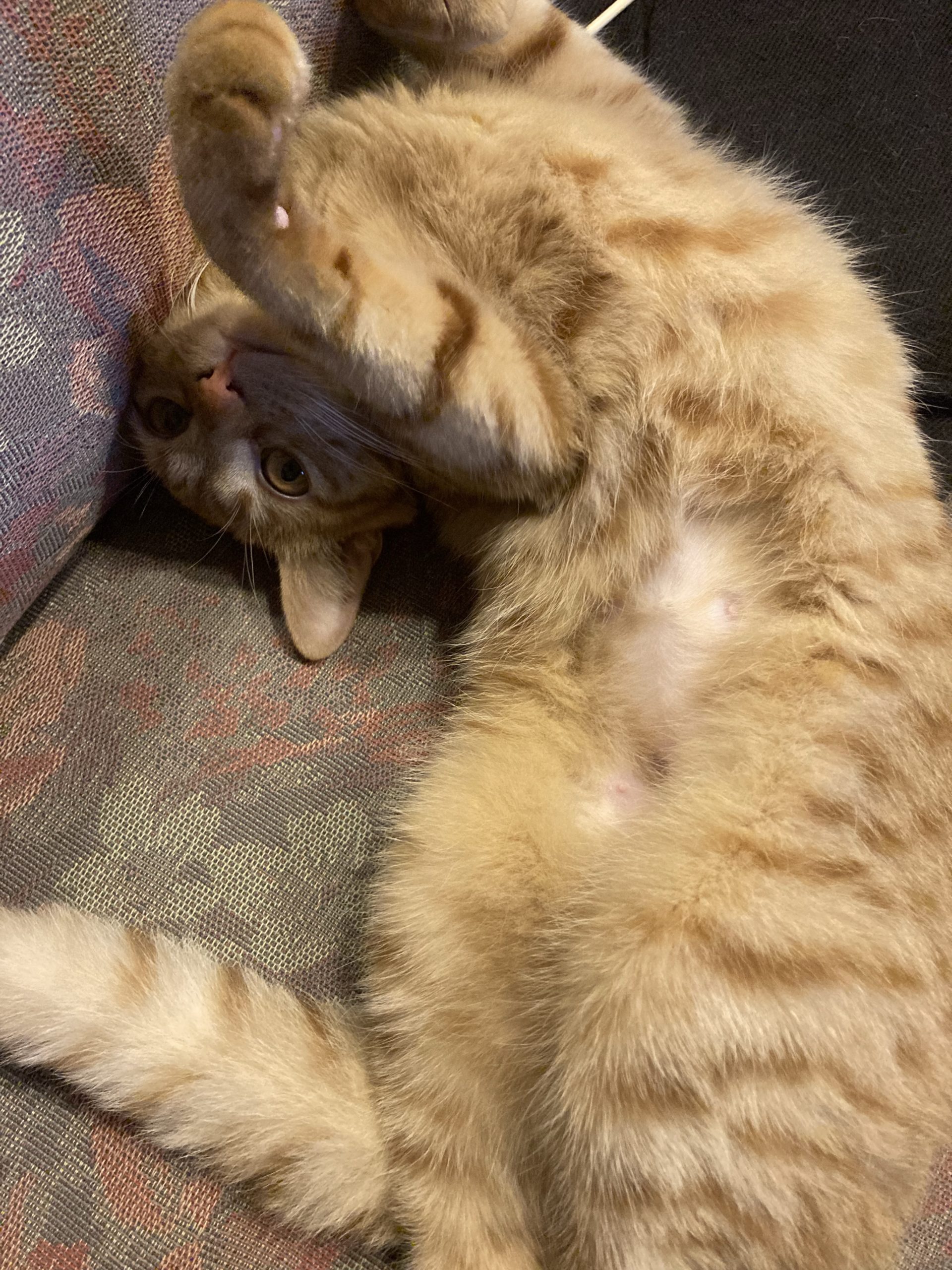 茶トラのメス（女の子）猫、おから