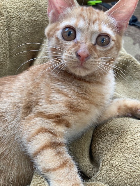 茶トラのメス（女の子）猫、おから