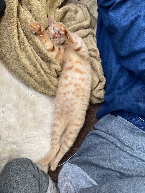 茶トラのメス（女の子）猫、おから