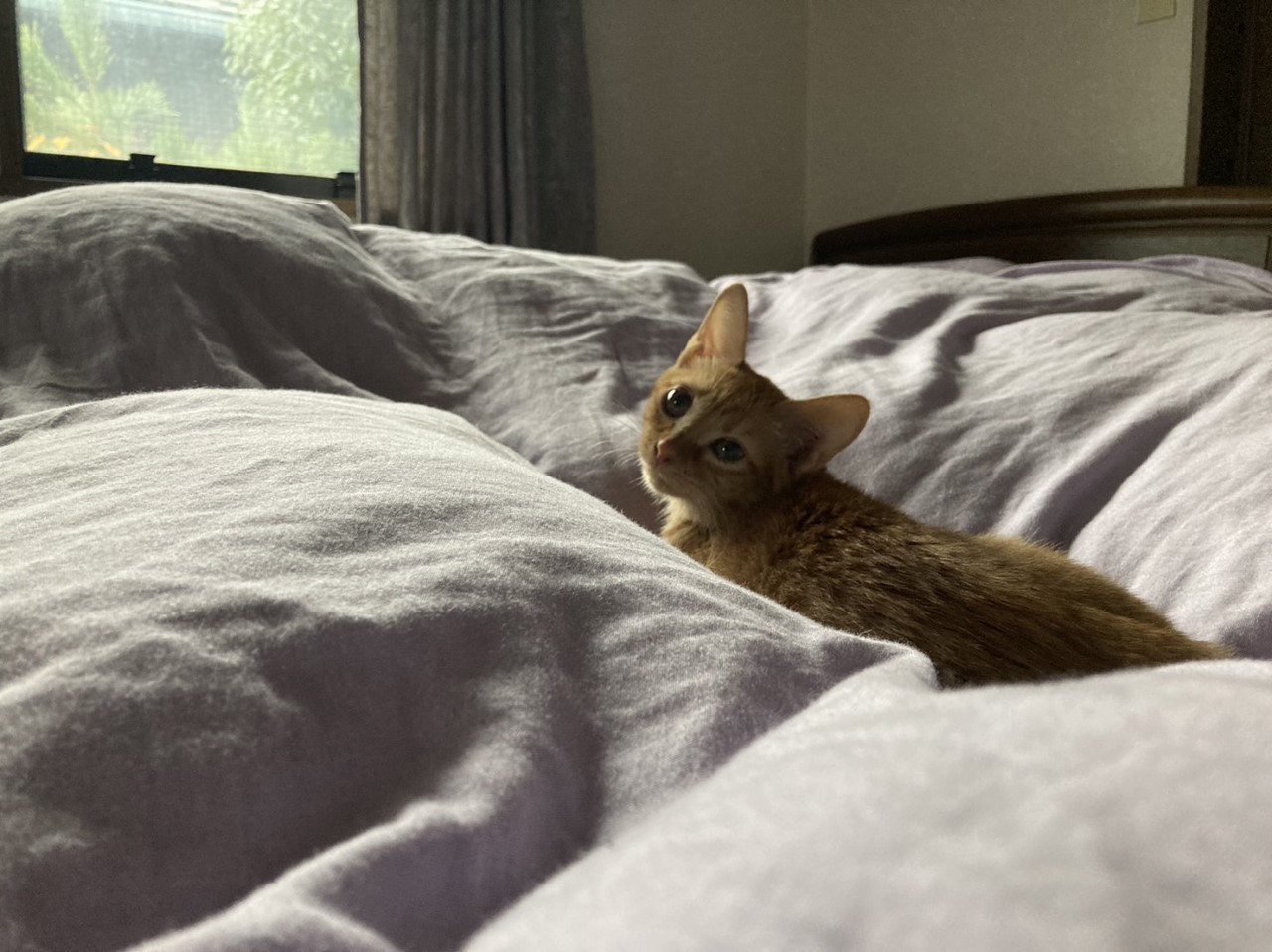 茶トラのメス（女の子）猫、おから