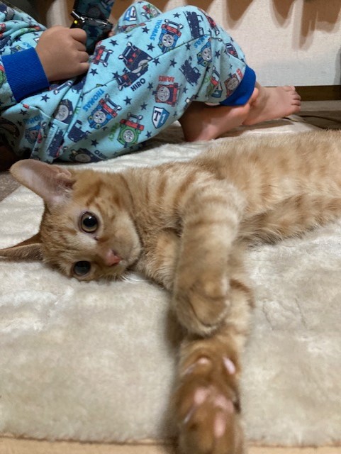 茶トラのメス（女の子）猫、おから