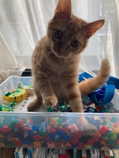 茶トラのメス（女の子）猫、おから