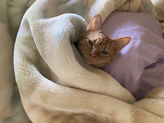 茶トラのメス（女の子）猫、おから