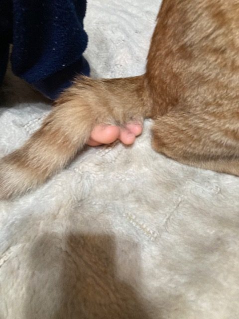 茶トラのメス（女の子）猫、おから