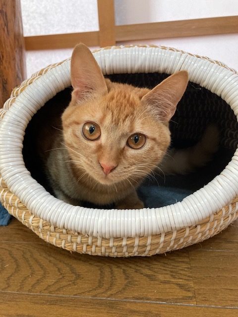 茶トラのメス（女の子）猫、おから