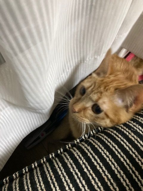 茶トラのメス（女の子）猫、おから