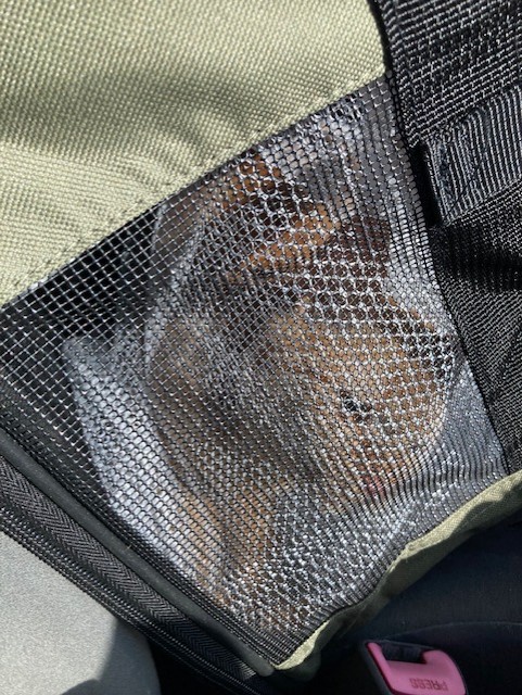 茶トラのメス（女の子）猫、おから