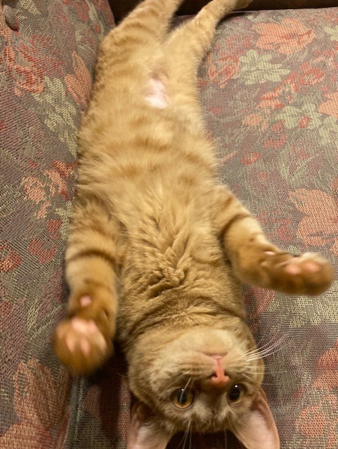 茶トラのメス（女の子）猫、おから