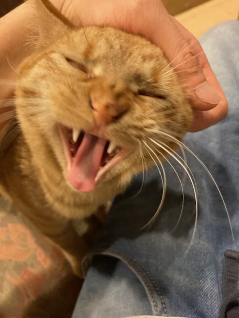 茶トラのメス（女の子）猫、おから