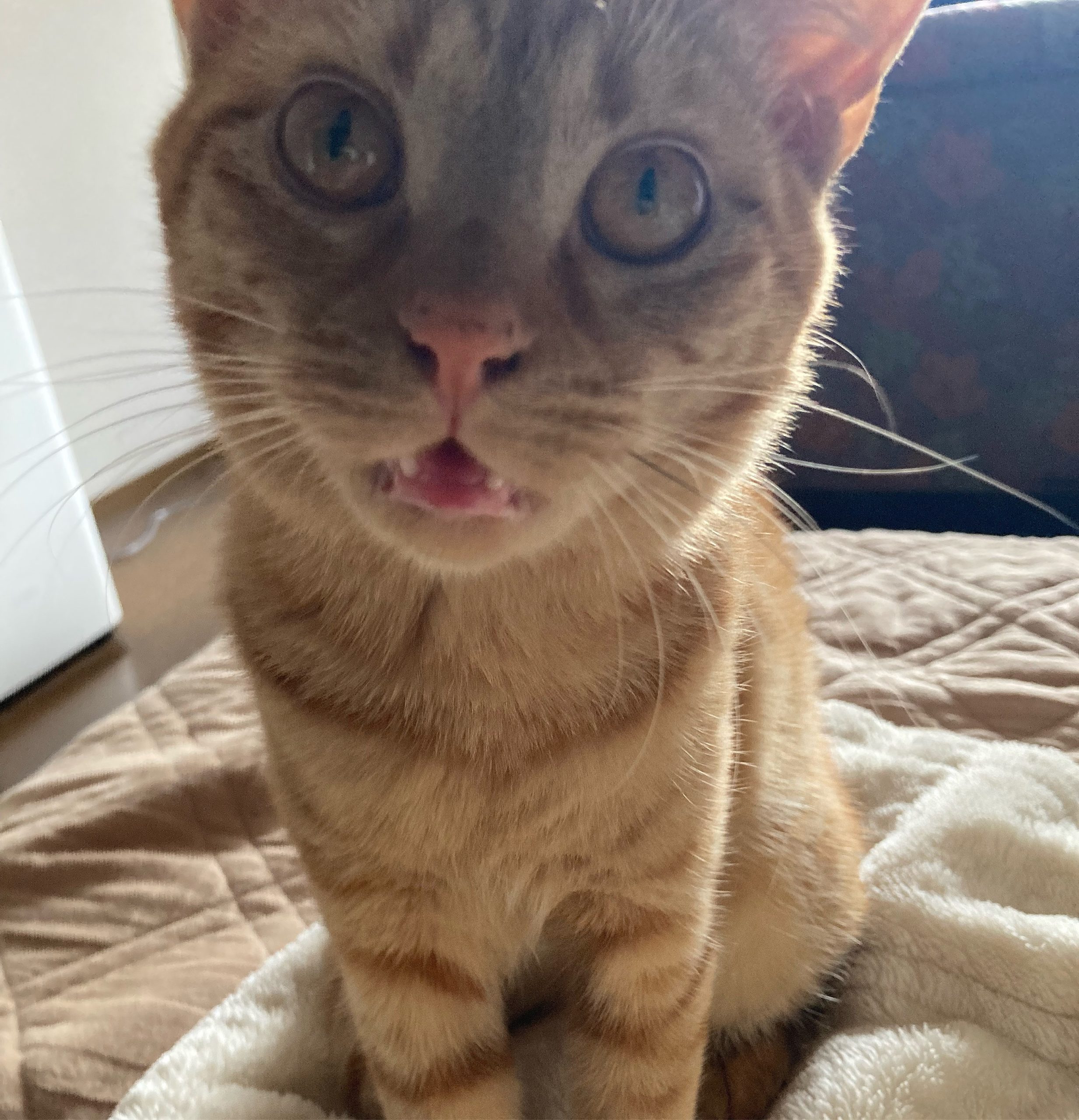 茶トラのメス（女の子）猫、おから