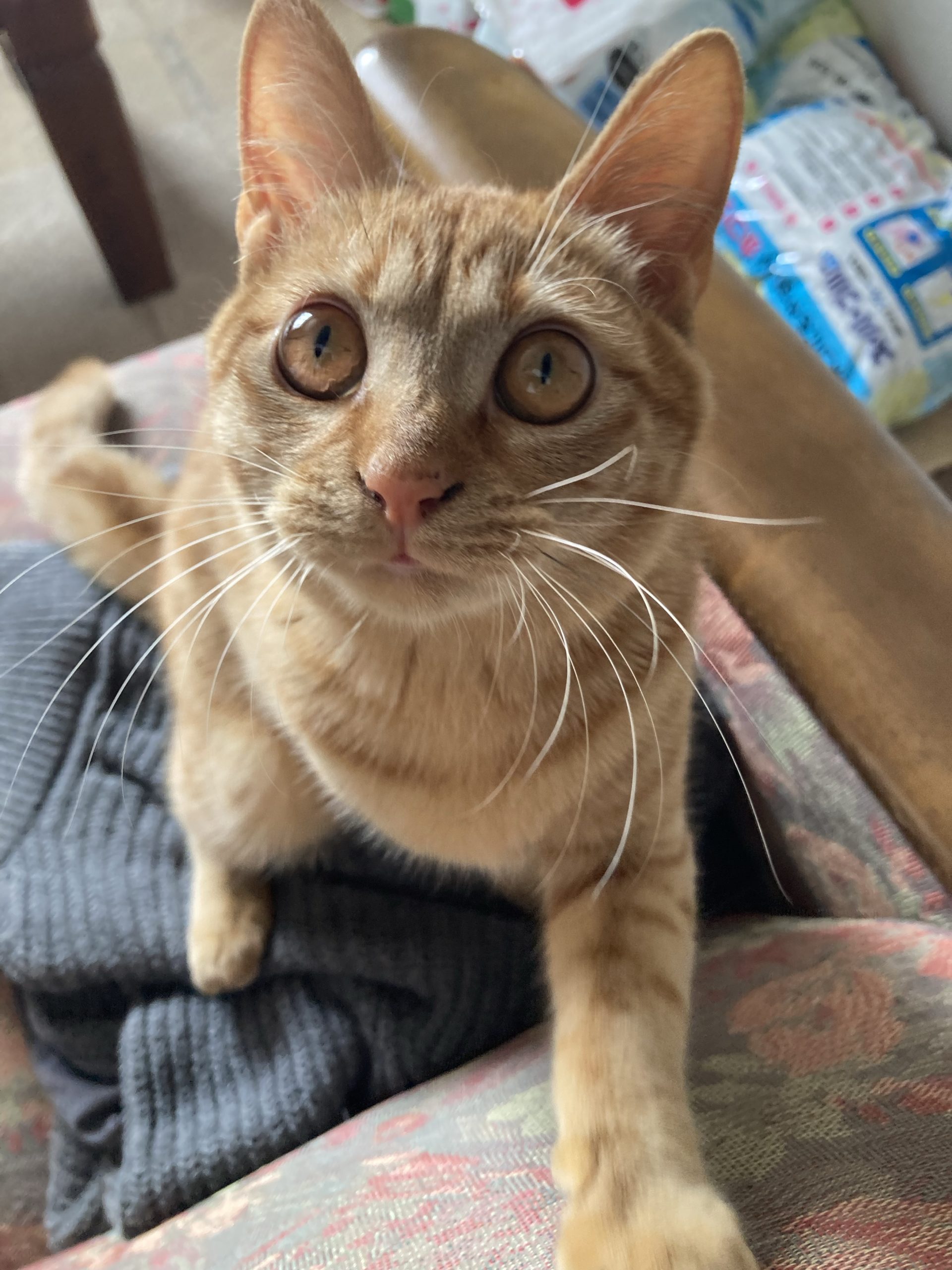 茶トラのメス（女の子）猫、おから