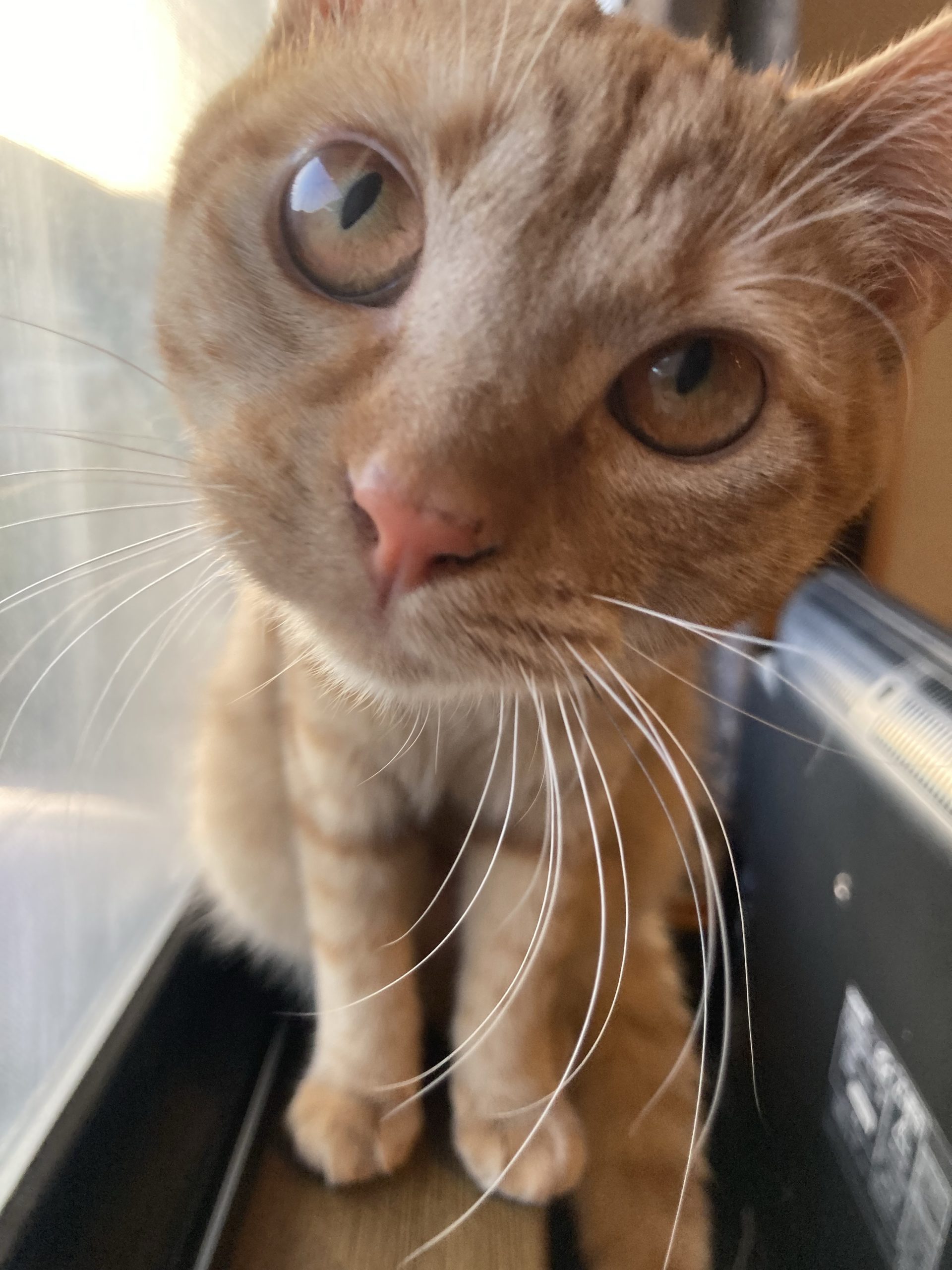 茶トラのメス（女の子）猫、おから