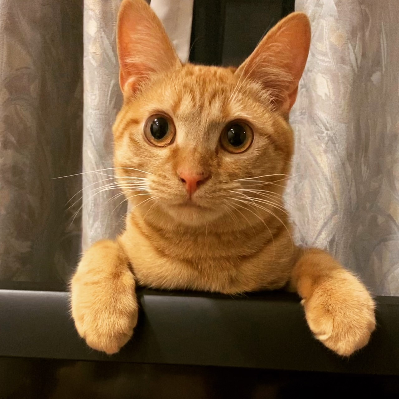 茶トラのメス（女の子）猫、おから