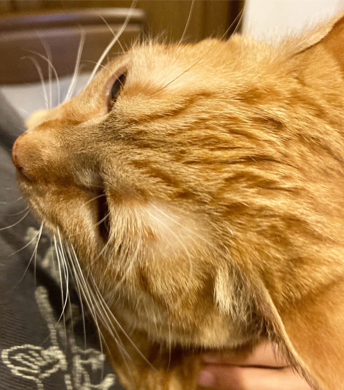 茶トラのメス（女の子）猫、おから