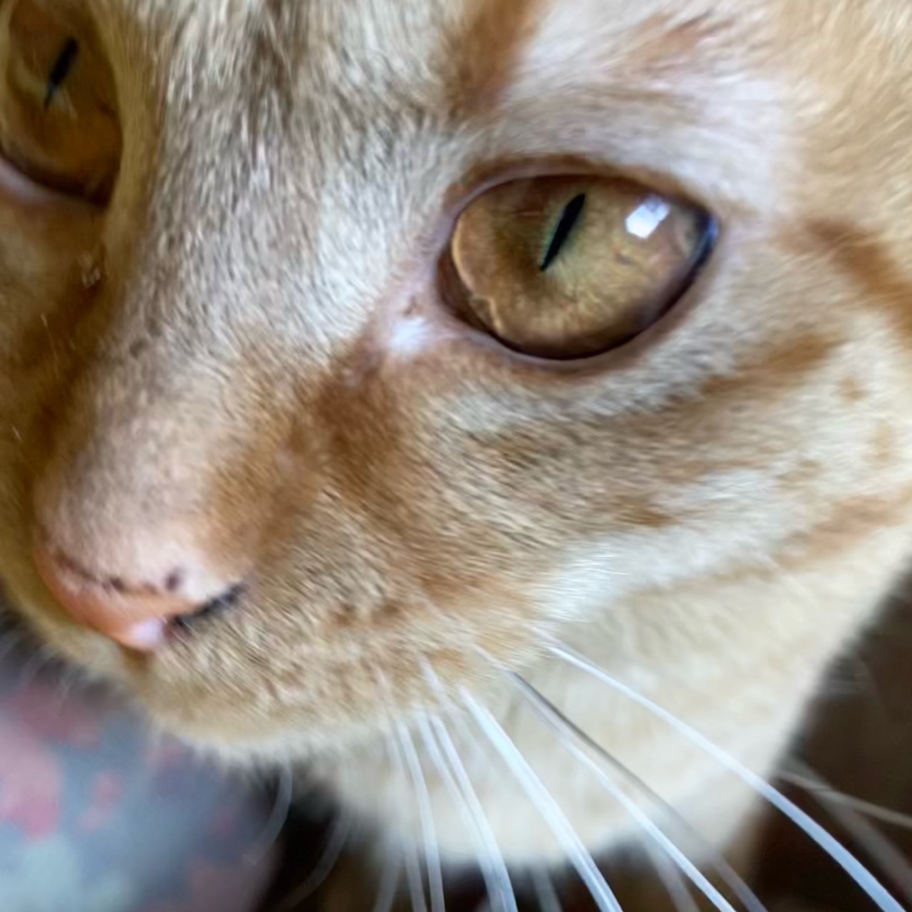 茶トラのメス（女の子）猫、おから