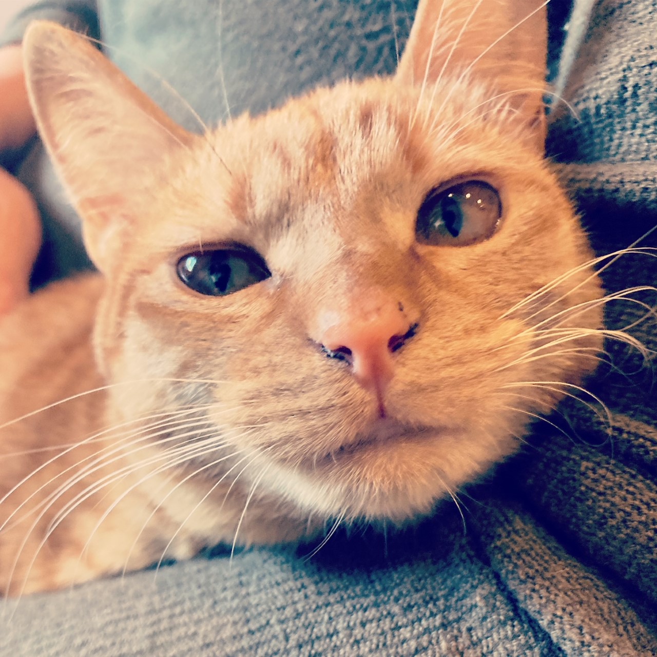 茶トラのメス（女の子）猫、おから