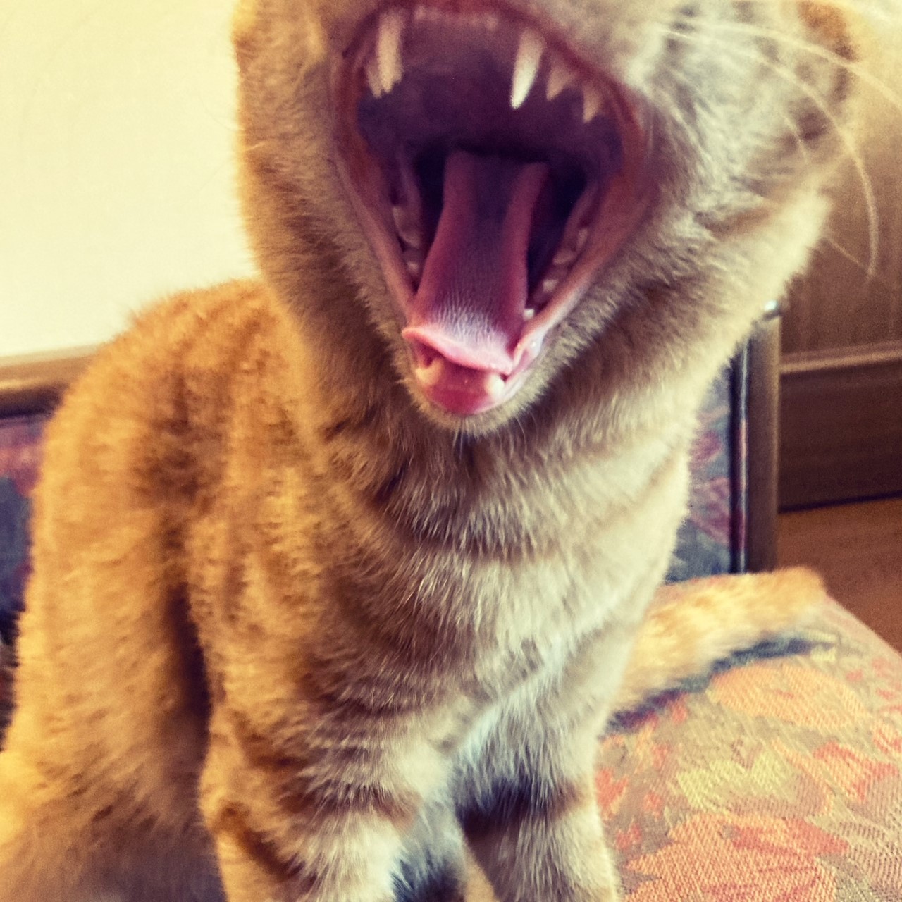 茶トラのメス（女の子）猫、おから