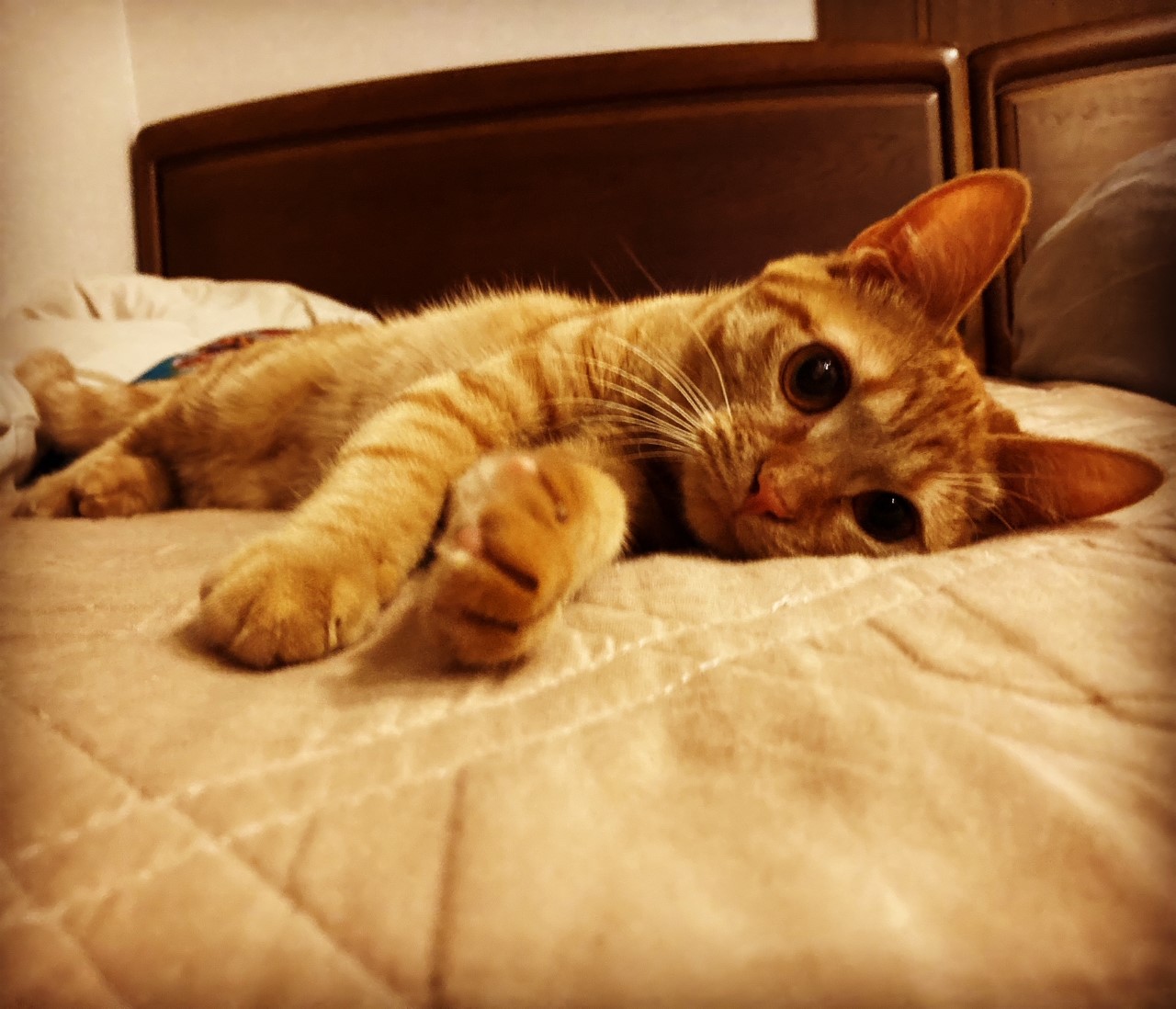 茶トラのメス（女の子）猫、おから