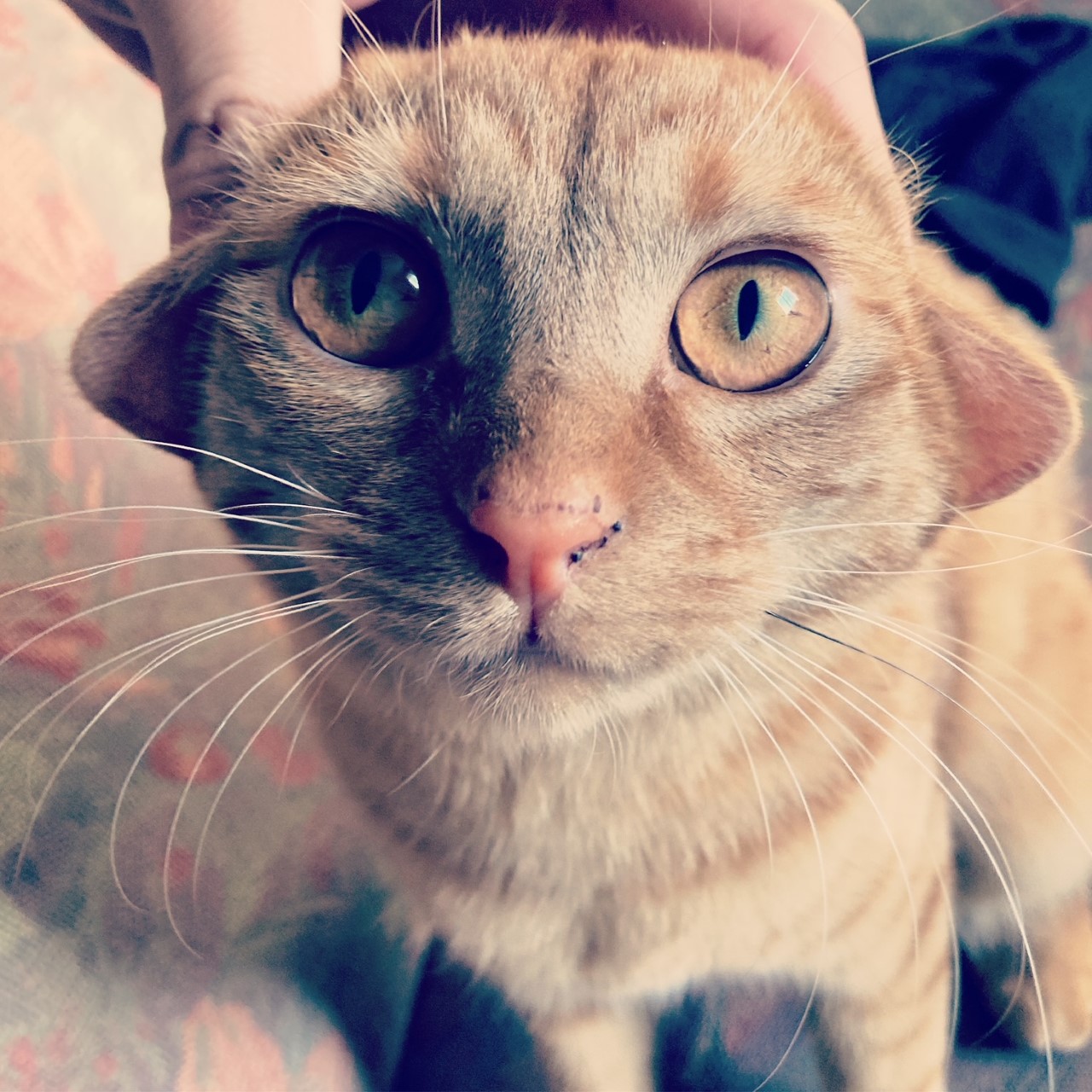 茶トラのメス（女の子）猫、おから