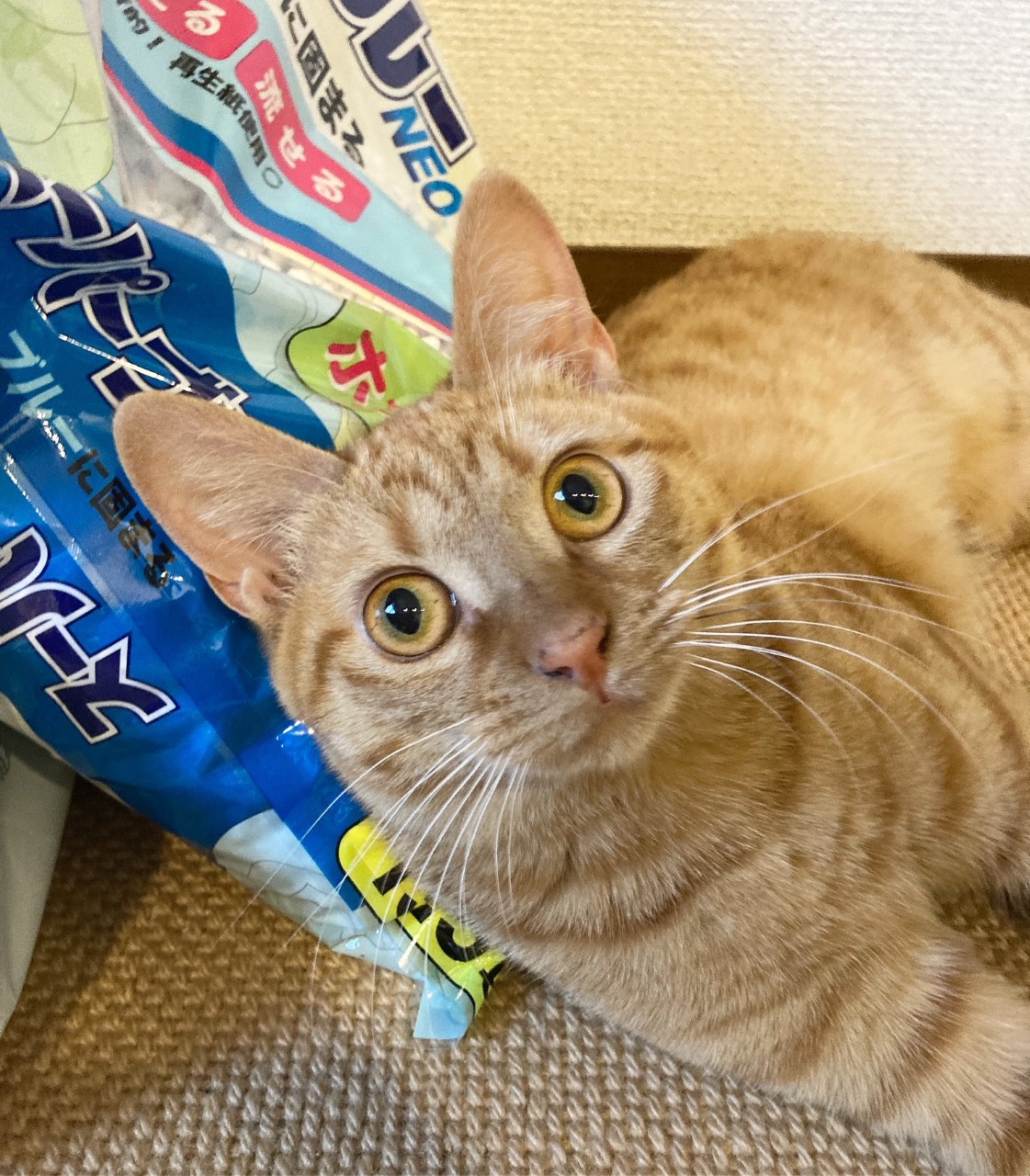 茶トラのメス（女の子）猫、おから