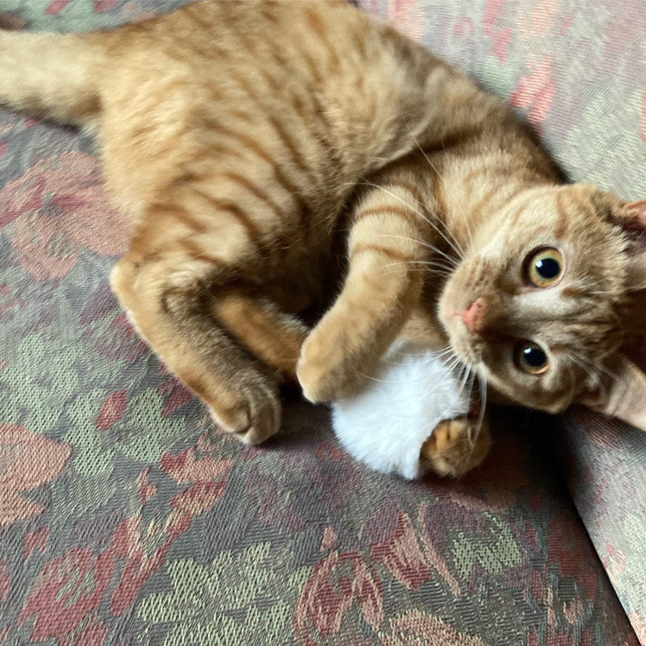 茶トラのメス（女の子）猫、おから