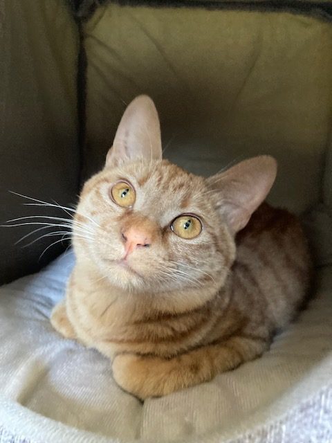 茶トラのメス（女の子）猫、おから