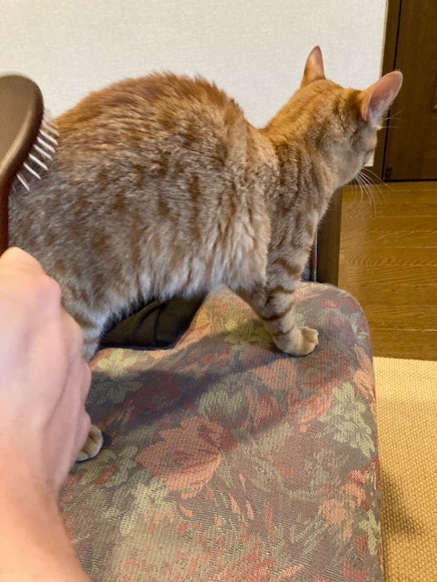 茶トラのメス（女の子）猫、おから