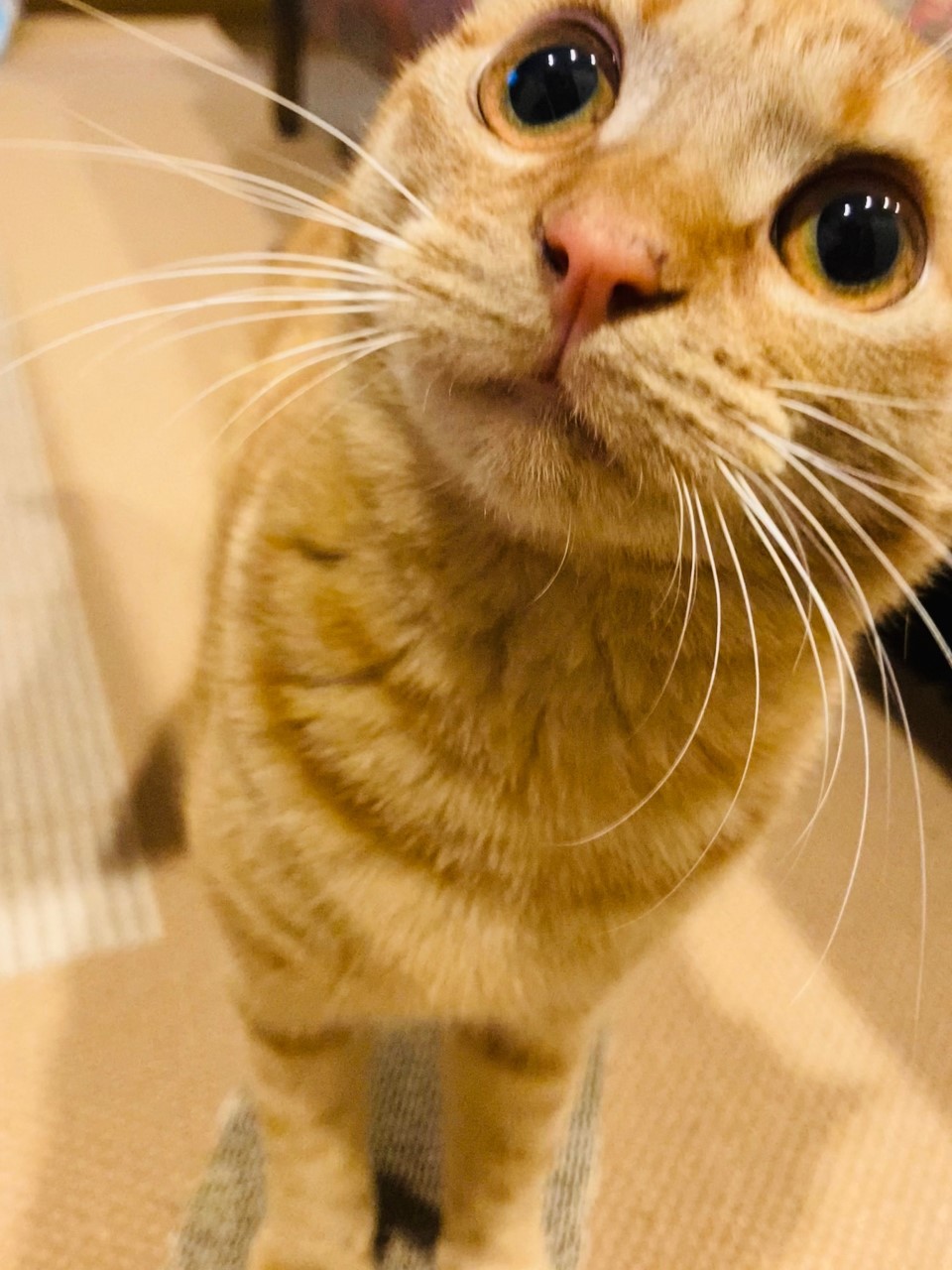 茶トラのメス（女の子）猫、おから