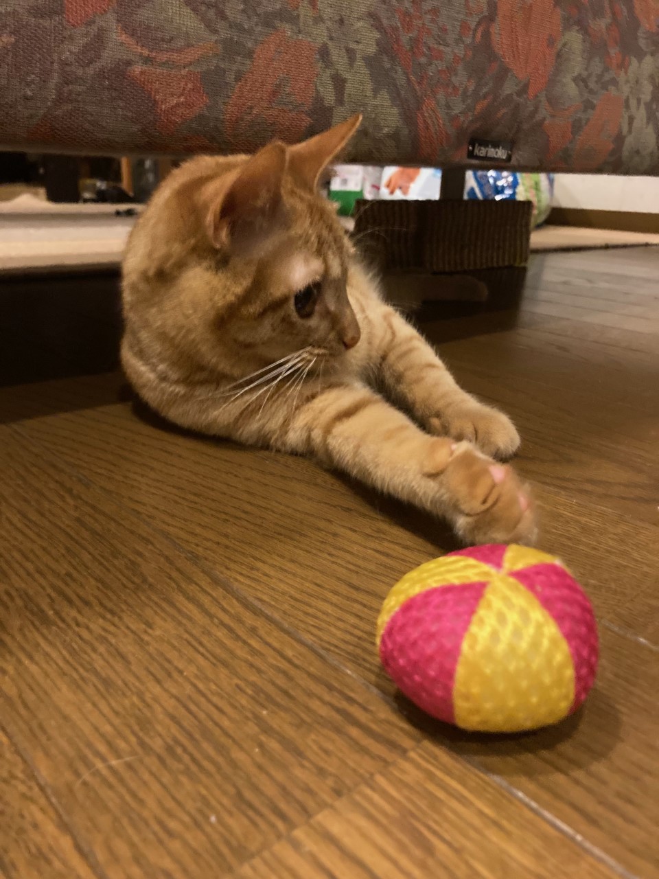 茶トラのメス（女の子）猫、おから