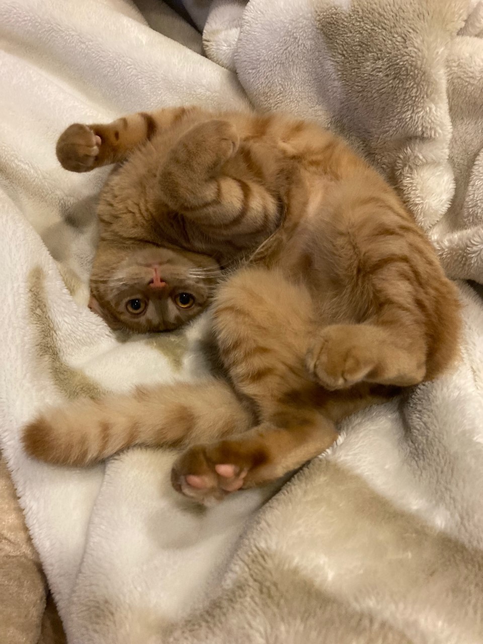 茶トラのメス（女の子）猫、おから