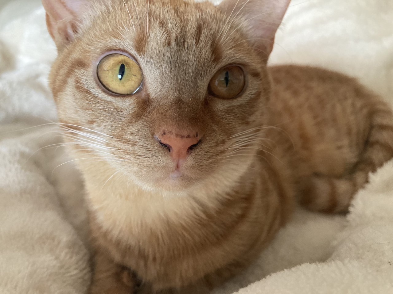 茶トラのメス（女の子）猫、おから