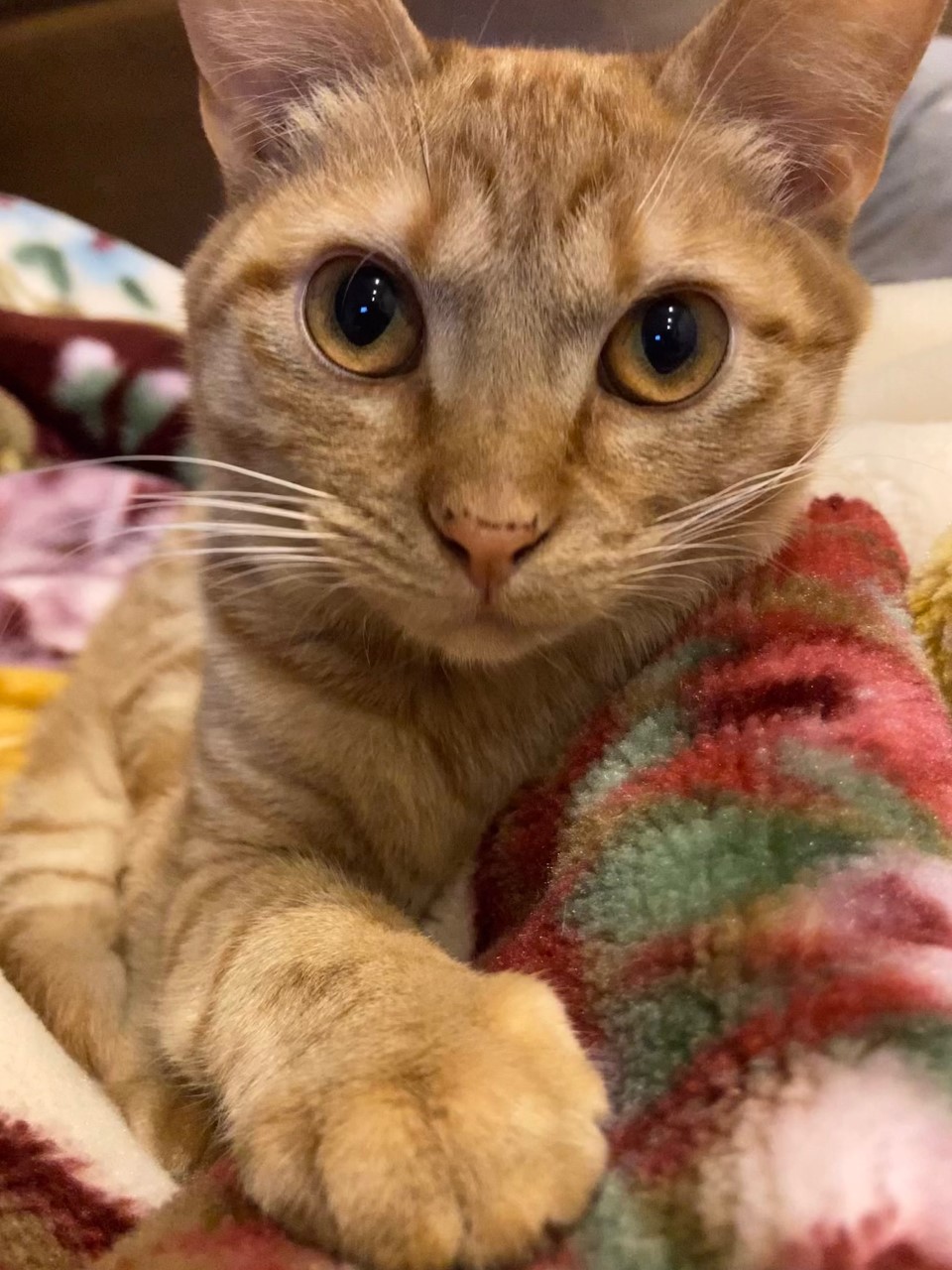 茶トラのメス（女の子）猫、おから