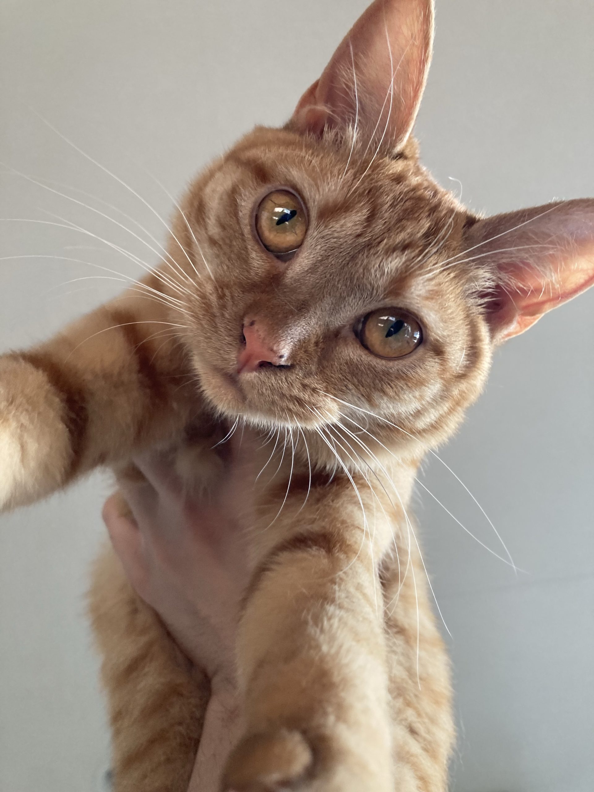 茶トラのメス（女の子）猫、おから