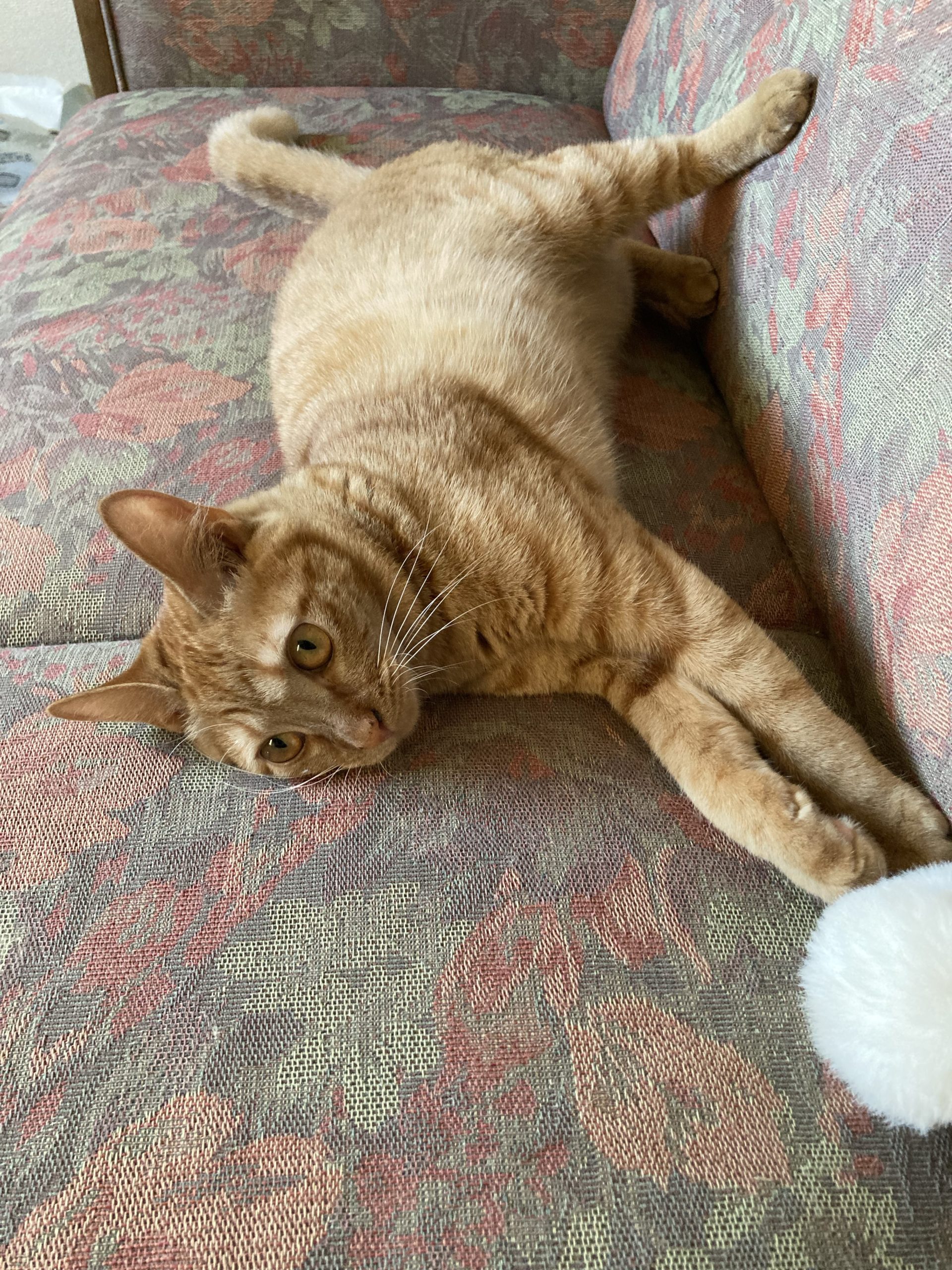 茶トラのメス（女の子）猫、おから