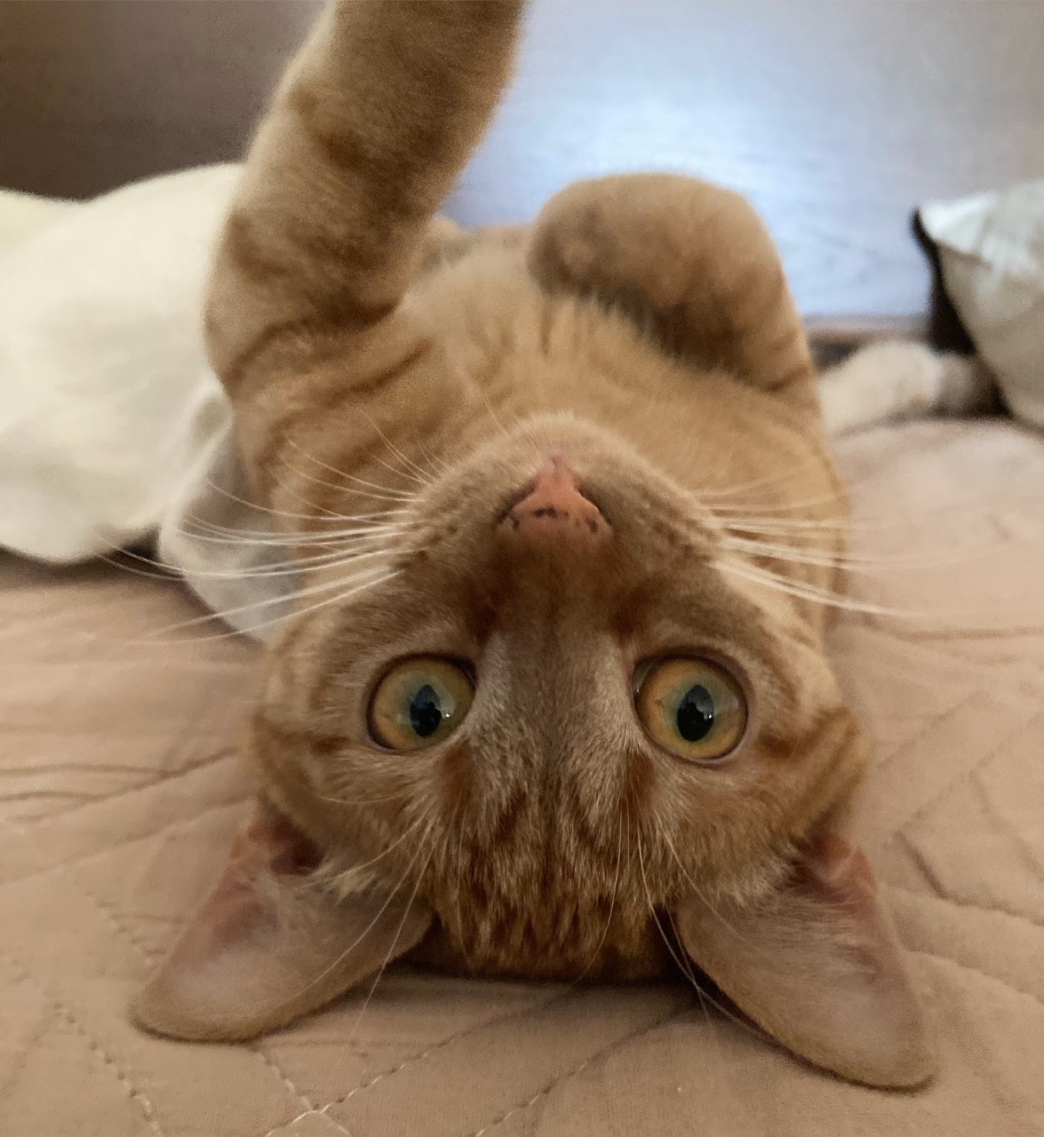 茶トラのメス（女の子）猫、おから