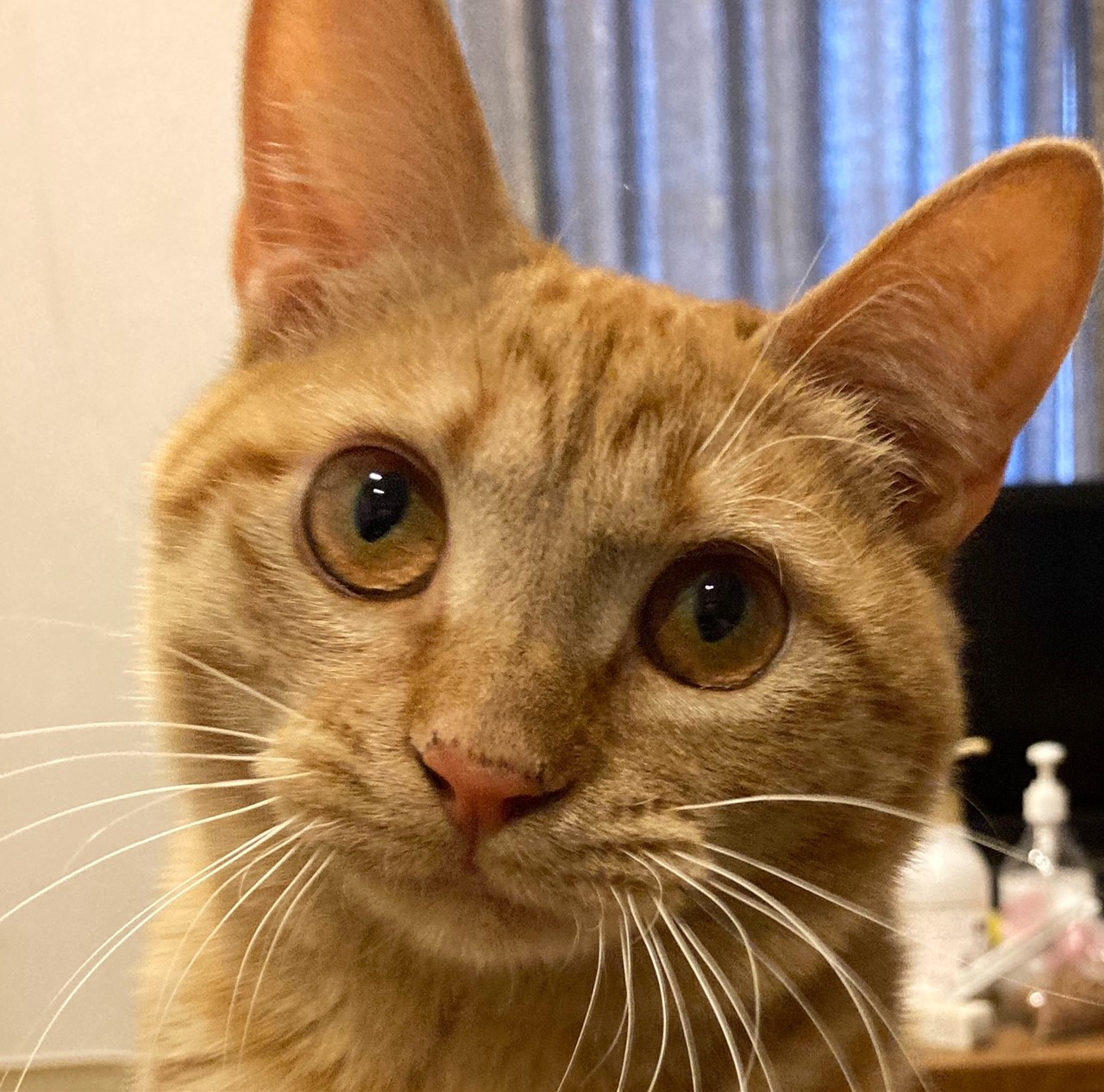 茶トラのメス（女の子）猫、おから