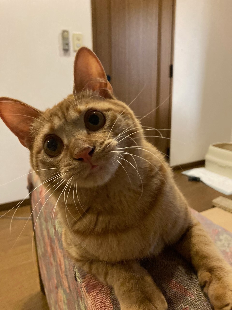 茶トラのメス（女の子）猫、おから