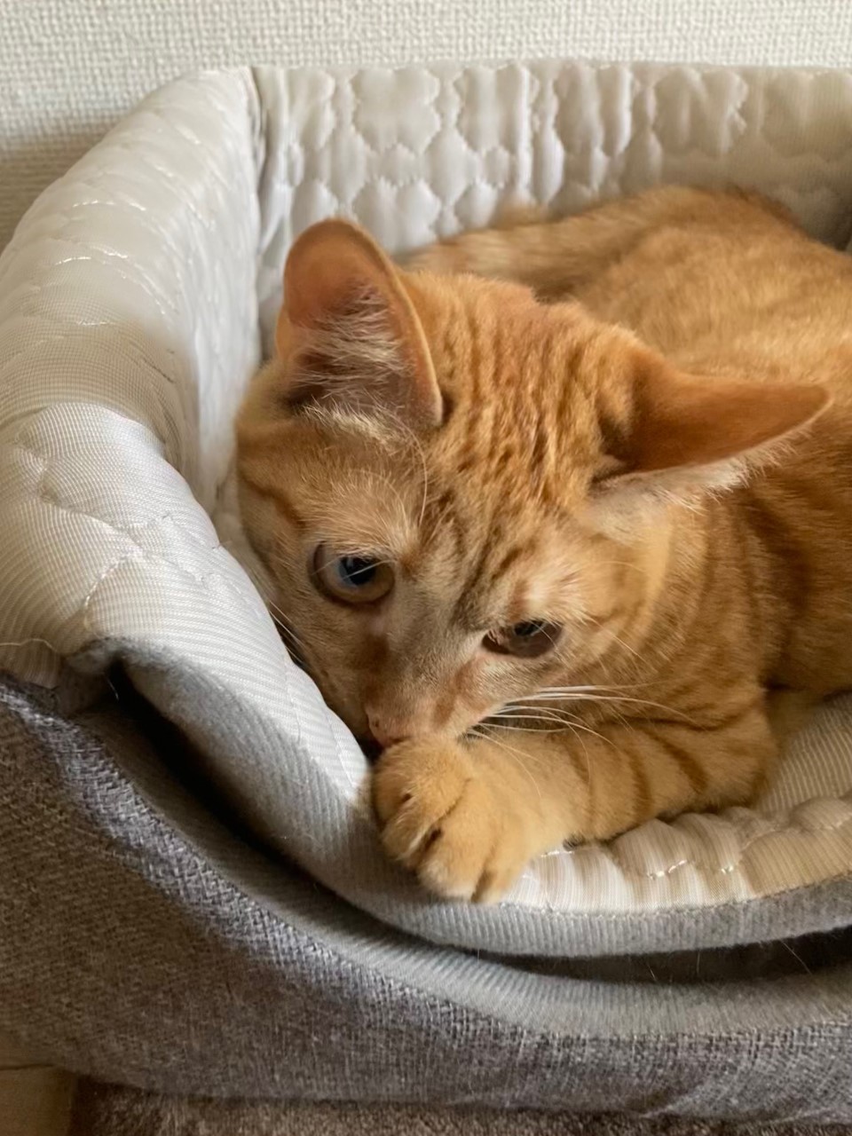 茶トラのメス（女の子）猫、おから