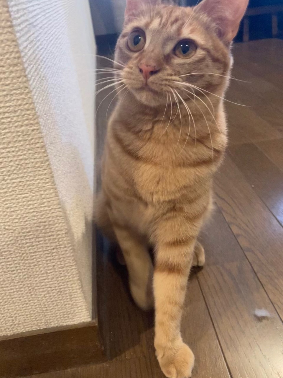 茶トラのメス（女の子）猫、おから