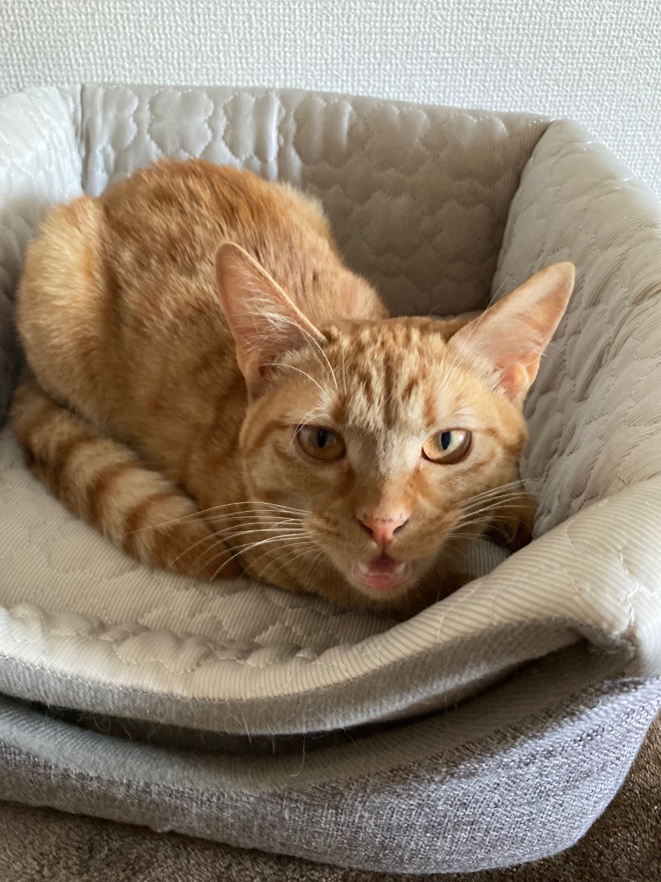 茶トラのメス（女の子）猫、おから