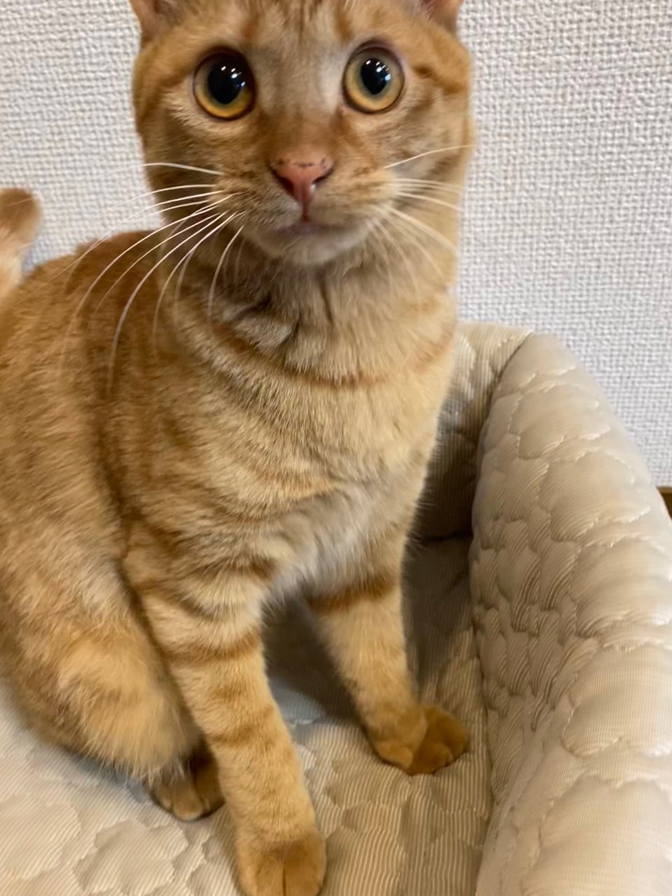 茶トラのメス（女の子）猫、おから