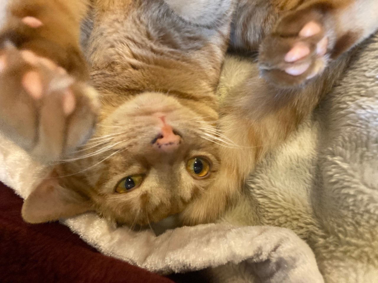 茶トラのメス（女の子）猫、おから