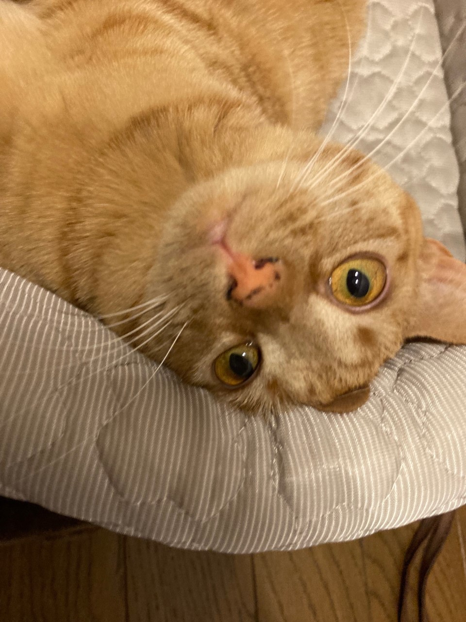 茶トラのメス（女の子）猫、おから