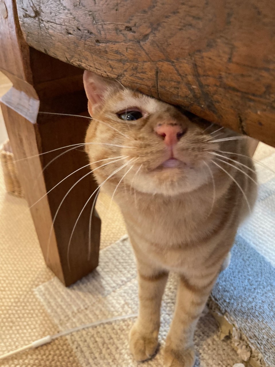 茶トラのメス（女の子）猫、おから