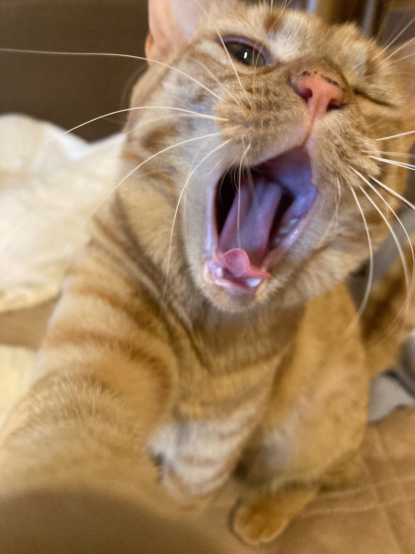 茶トラのメス（女の子）猫、おから